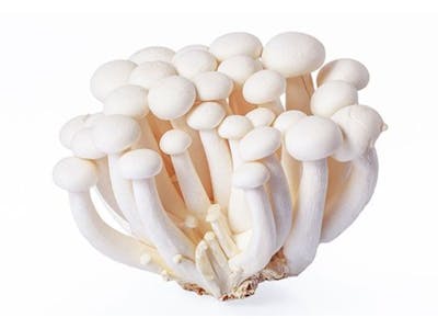 Champignons shimeji blancs product image