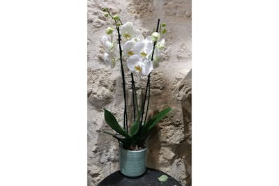 Orchidée 3 tiges avec pot product image