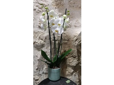 Orchidée 3 tiges avec pot product image