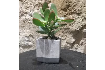 Succulente avec son pot product image