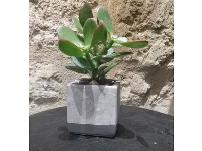 Succulente avec son pot product image