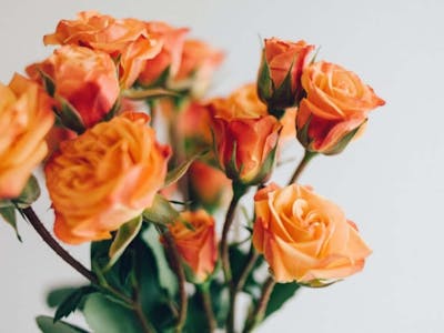 Bouquet de roses couleurs variées product image