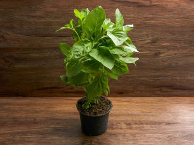 Basilic (pot) product image