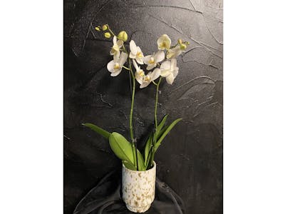 Orchidée Blanche product image