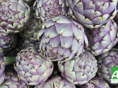Artichaut violet Bio product image