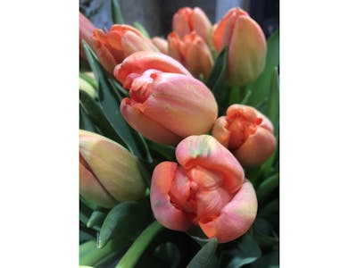 Bouquet de tulipes product image