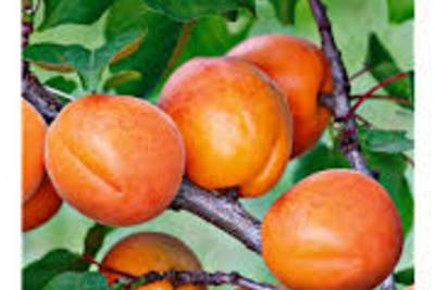 Abricots (Gros) product image