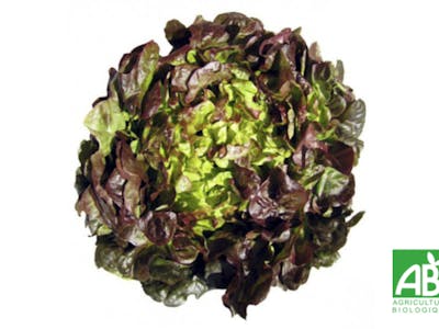 Salade rougette Bio product image