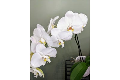Orchidée blanche (grande) product image