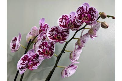 Grande orchidée à fleurs colorées product image