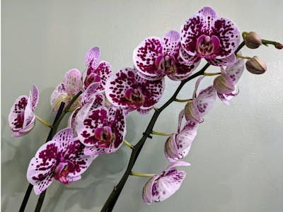 Grande orchidée à fleurs colorées product image