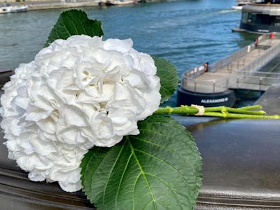Botte hortensias blancs product image