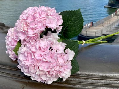 Botte hortensias roses product image