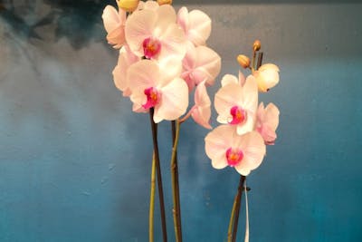 Orchidée et son cache pot product image