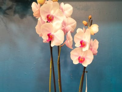 Orchidée et son cache pot product image