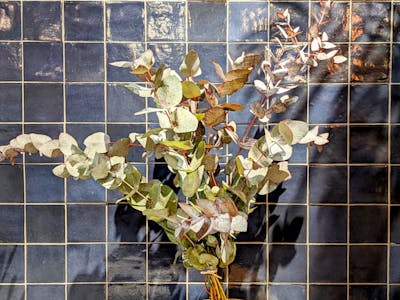Botte d’eucalyptus product image