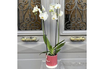 Orchidée blanche  product image