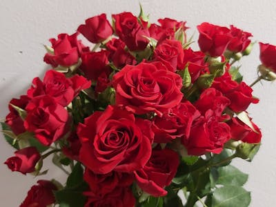 Bouquet de roses rouges (petit) product image
