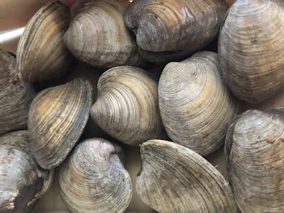 Clam product image