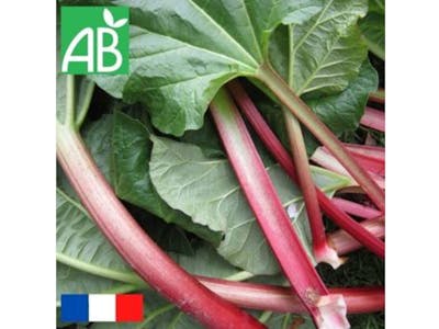 Rhubarbe Bio product image
