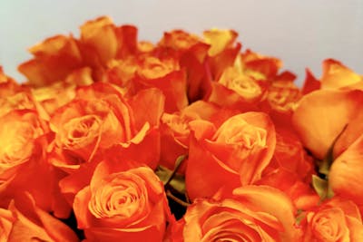 Roses oranges à la botte product image