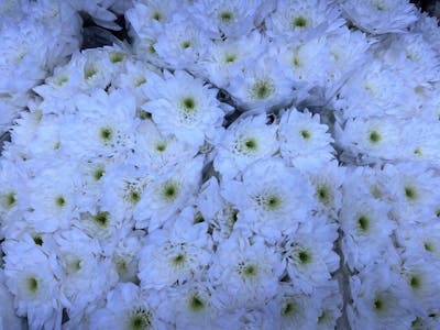 Bouquet de Bonny blancs product image