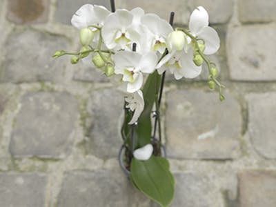 Orchidée blanche  product image