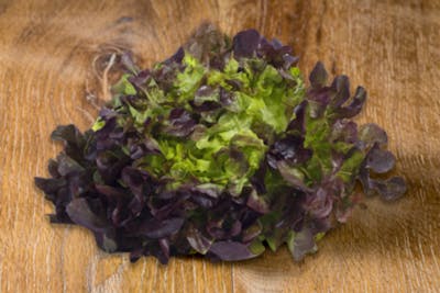 Salade Feuille de chêne rouge Bio product image