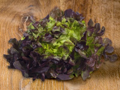 Salade Feuille de chêne rouge Bio product image
