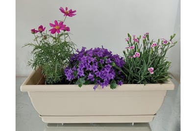 Jardinière prête à poser / plantes fleuries product image