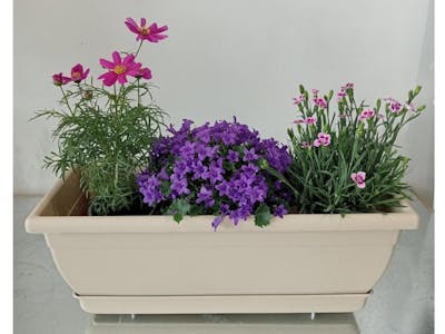 Jardinière prête à poser / plantes fleuries product image