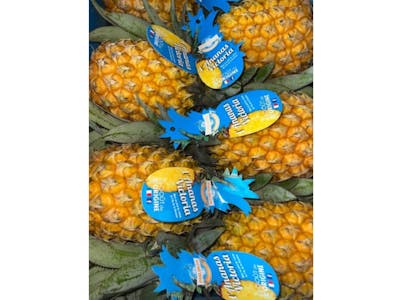 Ananas Victoria PHILIBON product image
