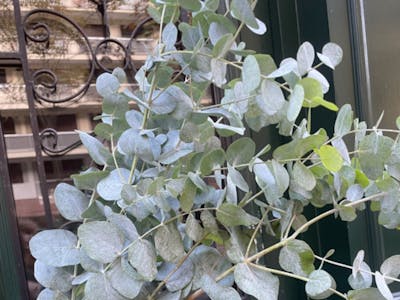 Botte d'eucalyptus product image