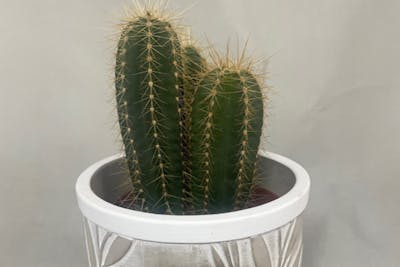 Cactus et son cache pot product image