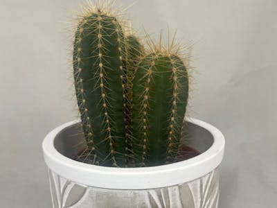 Cactus et son cache pot product image