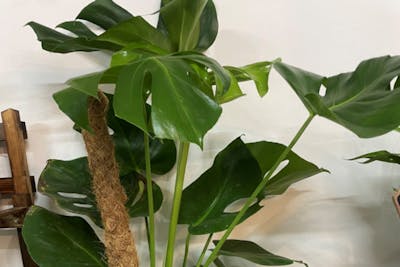 Monstera product image