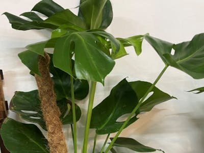 Monstera product image