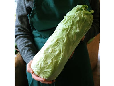Salade Pain de Sucre product image
