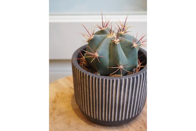 Cactus et son cache-pot en céramique product image