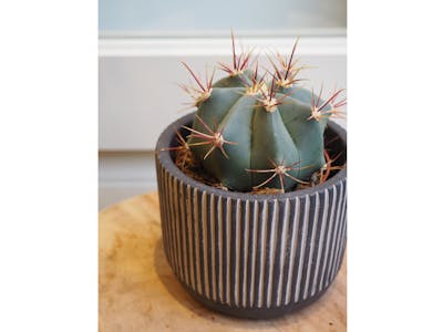 Cactus et son cache-pot en céramique product image