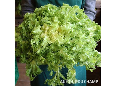 Salade Frisée Bio product image