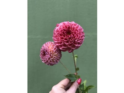 Bouquet du fleuriste (petit) product image