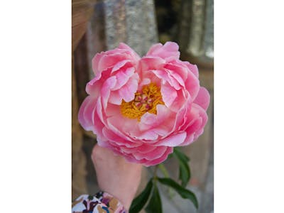Bouquet du fleuriste (grand) product image