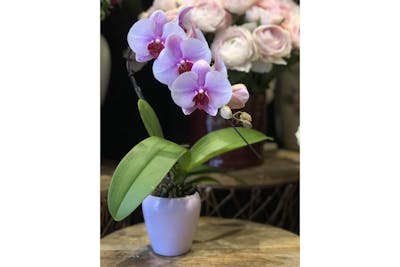 Orchidée product image