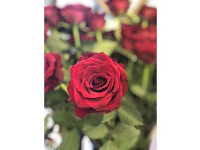 Bouquet de roses rouges (moyen) product image