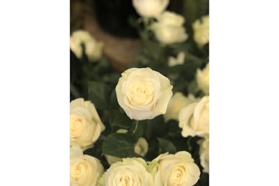 Bouquet de roses blanches (moyen) product image