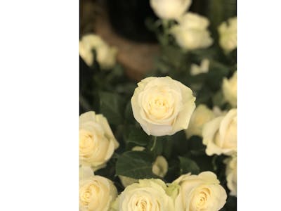 Bouquet de roses blanches (moyen) product image