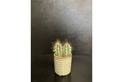 Cactus medium product image