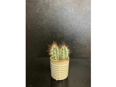 Cactus medium product image