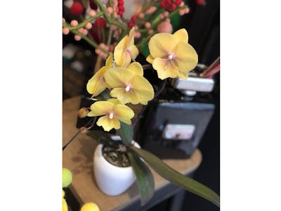 Orchidée Jaune product image